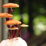 Reishi Reasons: What's Reishi Mushroom Good Tea For? 23 Reishi Reasons: What’s Reishi Mushroom Good Tea For?