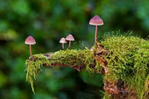 Wild Wonder: How to Prepare Wild Reishi Mushroom Tea 41 Wild Wonder: How to Prepare Wild Reishi Mushroom Tea