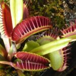 Digestive Delight: Can Matcha Make You Poop? 25 Digestive Delight: Can Matcha Make You Poop?