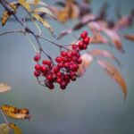 Medicinal Marvels: How to Make Medicinal Mushroom Tea 23 Medicinal Marvels: How to Make Medicinal Mushroom Tea